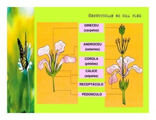 Constituição de uma flor

  GINECEU
  (carpelos)



 ANDROCEU
  (estames)


  COROLA
  (pétalas)

   CÁLICE
  (sépalas)

RECEPTÁCULO


 PEDÚNCULO
 