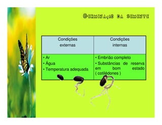 Germinação da semente



       Condições                Condições
        externas                 internas


• Ar                     • Embrião completo
• Água                   • Substâncias de reserva
• Temperatura adequada   em        bom      estado
                         ( cotilédones )
 