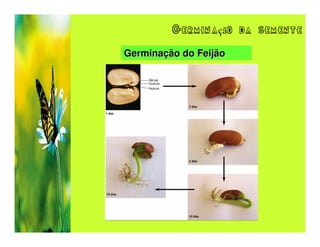 Germinação da semente

Germinação do Feijão
 