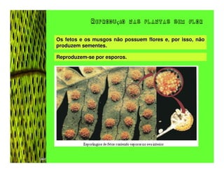 Reprodução nas plantas sem flor


Os fetos e os musgos não possuem flores e, por isso, não
produzem sementes.

Reproduzem-se por esporos.
 