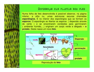 Reprodução nas plantas sem flor
Numa folha de feto desenvolvida é possível observar, na página
inferior, a olho nu, umas estruturas escuras chamadas
esporângios. É no interior dos esporângios que se formam os
esporos. O esporângio ao libertar os esporos ( dispersão através
esporos
do vento ) e se encontrarem condições para germinarem
( ambiente húmido,…) originam um corpo verde e delgado – o
protalo. Deste nasce um novo feto.
protalo                      feto



                                                    Dispersão



                    fecundação
                                                    germinação




                                                    protalo
                   Reprodução do feto
 
