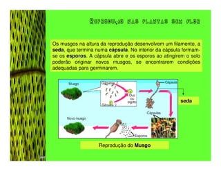Reprodução nas plantas sem flor


Os musgos na altura da reprodução desenvolvem um filamento, a
seda, que termina numa cápsula. No interior da cápsula formam-
seda                      psula
se os esporos. A cápsula abre e os esporos ao atingirem o solo
      esporos
poderão originar novos musgos, se encontrarem condições
adequadas para germinarem.




                                                     seda




                   Reprodução do Musgo
 