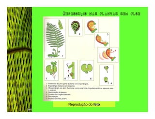 Reprodução nas plantas sem flor




  Reprodução do feto
 