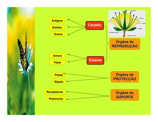 Estigma
              Carpelo
   Estilete

    Ovário

                          Órgãos de
                        REPRODUÇÃO

    Antera
              Estame
    Filete



     Pétala              Órgãos de
                        PROTECÇÃO
     Sépala


Receptáculo              Órgãos de
 Pedúnculo               SUPORTE
 