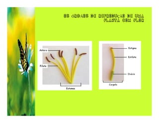 OS ÓRGÃOS DE REPRODUÇÃO DE UMA
               PLANTA COM FLOR
 