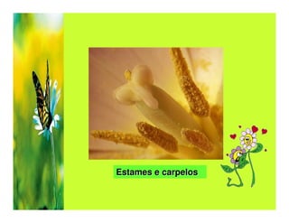 Estames e carpelos
 