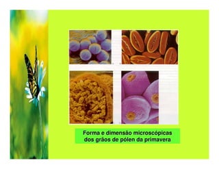 Forma e dimensão microscópicas
dos grãos de pólen da primavera
 