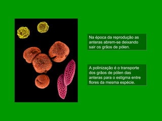 Na época da reprodução as anteras abrem-se deixando sair os grãos de pólen. A polinização é o transporte dos grãos de pólen das anteras para o estigma entre flores da mesma espécie. 