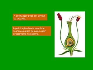 A polinização pode ser directa ou cruzada. A polinização directa acontece quando os grãos de pólen caem directamente no estigma. 