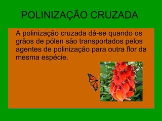 POLINIZAÇÃO CRUZADA  A polinização cruzada dá-se quando os grãos de pólen são transportados pelos agentes de polinização para outra flor da mesma espécie. 