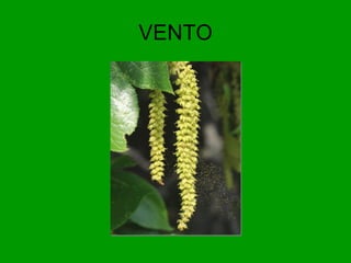 VENTO 