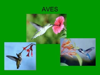AVES 