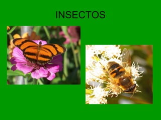 INSECTOS 