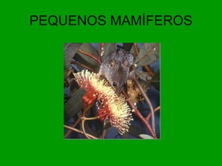 PEQUENOS MAMÍFEROS 