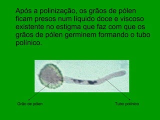 Após a polinização, os grãos de pólen ficam presos num líquido doce e viscoso existente no estigma que faz com que os grãos de pólen germinem formando o tubo polínico.  Grão de pólen  Tubo polínico  