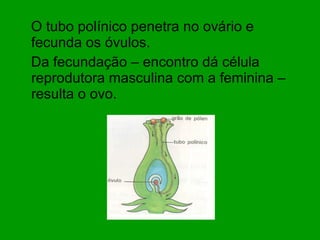 O tubo polínico penetra no ovário e fecunda os óvulos. Da fecundação – encontro dá célula reprodutora masculina com a feminina – resulta o ovo.  