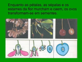 Enquanto as pétalas, as sépalas e os estames da flor murcham e caem, os ovos transformam-se em sementes.  