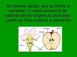 Ao mesmo tempo que se forma a semente, o ovário aumenta de volume dando origem ao pericarpo ( parte do fruto exterior à semente)  