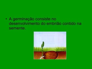 A germinação consiste no desenvolvimento do embrião contido na semente. 