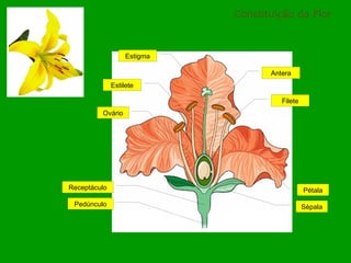 Constituição da Flor Ovário Estilete Estigma Antera Filete Pedúnculo Receptáculo Pétala Sépala 