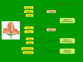 Constituição da Flor Ovário Estilete Estigma Antera Filete Pedúnculo Receptáculo Pétala Sépala Órgãos de SUPORTE Órgãos de PROTECÇÃO Órgãos de REPRODUÇÃO Carpelo Estame 