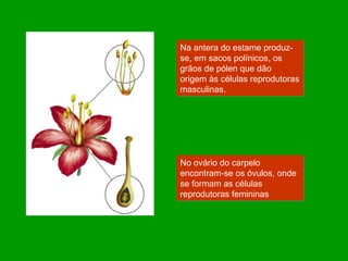 Na antera do estame produz-se, em sacos polínicos, os grãos de pólen que dão origem às células reprodutoras masculinas. No ovário do carpelo encontram-se os óvulos, onde se formam as células reprodutoras femininas 