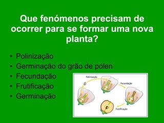Que fenómenos precisam de ocorrer para se formar uma nova planta? Polinização Germinação do grão de pólen Fecundação Frutificação Germinação  