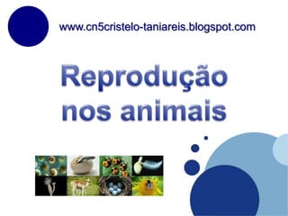 www.cn5cristelo-taniareis.blogspot.com Reprodução nos animais 