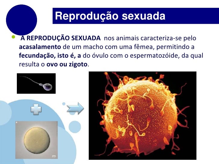 Quando Falamos Em Reprodução Sexuada Podemos Afirmar Com Certeza Que