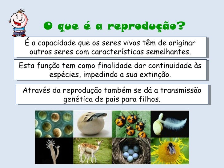 Qual A Principal Maneira Pela Qual Esses Seres Se Reproduzem