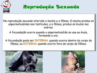 Reprodução Sexuada Na reprodução sexuada intervém o macho e a fêmea. O macho produz os espermatozóides nos testículos, e a fêmea, produz os óvulos nos ovários. A fecundação ocorre quando o espermatozóide se une ao óvulo, formando o ovo. A fecundação pode ser  INTERNA , quando ocorre dentro do corpo da fêmea, ou  EXTERNA , quando ocorre fora do corpo da fêmea. 