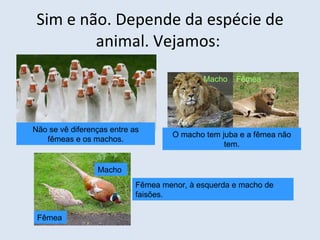Sim e não. Depende da espécie de animal. Vejamos:  Não se vê diferenças entre as fêmeas e os machos. O macho tem juba e a fêmea não tem. Fêmea  Macho Fêmea menor, à esquerda e macho de faisões. Macho  Fêmea  