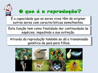 O que é a reprodução? É a capacidade que os seres vivos têm de originar outros seres com características semelhantes. Esta função tem como finalidade dar continuidade às espécies, impedindo a sua extinção. Através da reprodução também se dá a transmissão genética de pais para filhos. 