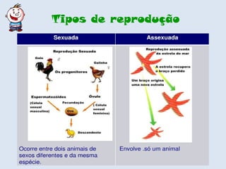 Tipos de reprodução 