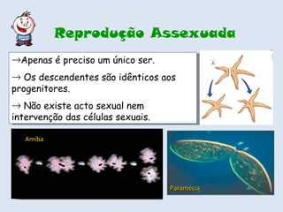 Apenas é preciso um único ser. Os descendentes são idênticos aos progenitores. Não existe acto sexual nem intervenção das células sexuais.  Reprodução Assexuada Amiba  Paramécia  