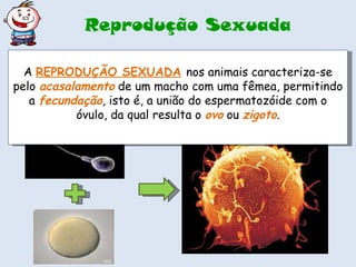 Reprodução Sexuada A  REPRODUÇÃO SEXUADA   nos animais caracteriza-se pelo  acasalamento  de um macho com uma fêmea, permitindo a  fecundação , isto é, a união do espermatozóide com o óvulo, da qual resulta o  ovo  ou  zigoto . 