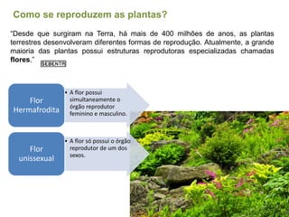 Como se reproduzem as plantas?
“Desde que surgiram na Terra, há mais de 400 milhões de anos, as plantas
terrestres desenvo...