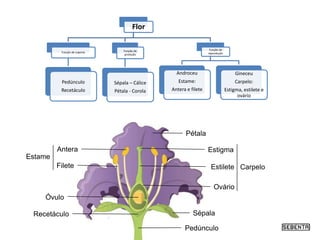 Recetáculo
Óvulo
Estame
Filete
Antera
Pedúnculo
Sépala
Ovário
CarpeloEstilete
Estigma
Pétala
Flor
Função de suporte
Pedúnc...