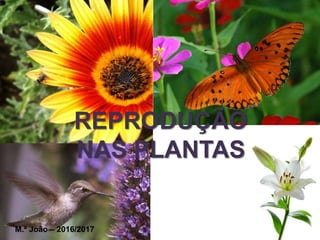 REPRODUÇÃO
NAS PLANTAS
M.ª João – 2016/2017
 