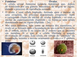 Vivem em média 24 horas no trato genital feminino, porém alguns espermatozoides são capazes de fecundar o oócito II (em algumas espécies o óvulo) após três dias.Feminino – Óvulos. é a célula sexual feminina (gâmeta feminino) que, depois de fertilizada por um gâmeta masculino, dá origem ao zigoto, durante o processo da reprodução sexuada.O óvulo é uma célula haploide, formada após a meiose de uma ovogônia, no processo denominado ovogênese. Após a cariogamia (fusão do núcleo do óvulo, haplóide - n) com o núcleo do espermatozóide (haplóide - n) forma-se uma célula denominada ovo ou zigoto (diplóide – 2n).Nos seres humanos, bem como na maioria dos mamíferos, o óvulo só se formará após a fecundação de um ovócito II (ovócito de 2ª ordem, oócito II ou oócito de 2ª ordem) que se encontra em metáfase II e que é a célula libertada a quando da ovulação do ovário. Esta célula, em virtude do "estimulo" da fecundação, termina a meiose originando o óvulo e o 2º glóbulo polar.