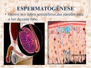 ESPERMATOGÊNESEOcorre nos tubos seminíferos,das paredes para a luz de cada tubo.