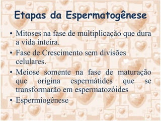 Etapas da EspermatogêneseMitoses na fase de multiplicação que dura a vida inteira.