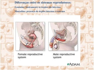 A primeira divisão meiótica se completa um pouco antes da ovulação, com a maturação do folículo – a divisão de citoplasma é desigual.Na fase de maturação, cada ovócito I (diplóide) dá, por meiose I (reducional) duas células haplóides: o ovócito II (secundário), relativamente grande, e o 1º glóbulo polar, de tamanho reduzido.