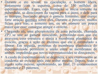 Portanto, cada ovócito I dará origem a um óvulo e a três glóbulos polares, geralmente estéreis. SISTEMA REPRODUTOR FEMININOÓrgãos Internos:Órgãos Externos: