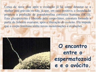 SISTEMA REPRODUTOR MASCULINO