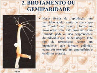 2. BROTAMENTO OU GEMIPARIDADENesta forma de reprodução um indivíduo adulto emite de seu corpo um "broto" que cresce e forma um novo organismo. Este novo indivíduo formado pode ou não desprender-se do indivíduo que lhe deu origem. Este tipo de reprodução ocorre em organismos que formam colônias, como por exemplo em espongiários e cnidários (corais).Hidra