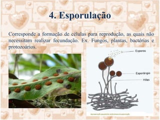 4. EsporulaçãoCorresponde a formação de células para reprodução, as quais não necessitam realizar fecundação. Ex. Fungos, plantas, bactérias e protozoários.