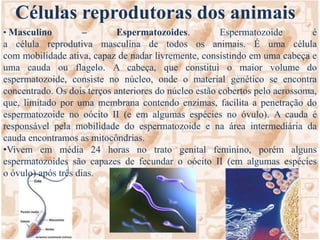 Células reprodutoras dos animaisMasculino – Espermatozoides. Espermatozoide é a célula reprodutiva masculina de todos os animais. É uma célula com mobilidade ativa, capaz de nadar livremente, consistindo em uma cabeça e uma cauda ou flagelo. A cabeça, que constitui o maior volume do espermatozoide, consiste no núcleo, onde o material genético se encontra concentrado. Os dois terços anteriores do núcleo estão cobertos pelo acrossoma, que, limitado por uma membrana contendo enzimas, facilita a penetração do espermatozoide no oócito II (e em algumas espécies no óvulo). A cauda é responsável pela mobilidade do espermatozoide e na área intermediária da cauda encontramos as mitocôndrias.
