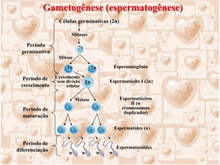 Meiose somente na fase de maturação que origina espermátides que se transformarão em espermatozóides