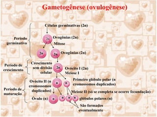 	Portanto, cada espermatócito primário diplóide que participa da espermatogênese origina, ao final do processo, quatro espermatozóideshaplóides. Isso justifica o grande número de espermatozóides encontrados no esperma, em cada ejaculação, com um número oscilante entre 300 a 500 milhões. Durante a ejaculação os espermatozóides são propelidos ao longo dos vasos deferentes e uretra e são misturados com secreções provenientes das vesículas seminais, próstata e glândulas bulbouretrais. 	Dos milhões de espermatozóides que são depositados na vagina, mas apenas algumas centenas atingirão as tubas uterinas, onde podem manter a sua capacidade fertilizante por até 3 dias. 